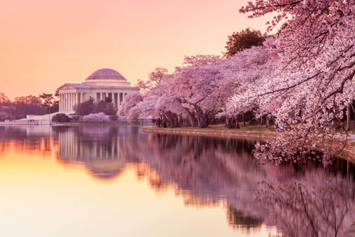 Picture of Washington, D.C. Blossoms 3/30/2026-4/4/2026