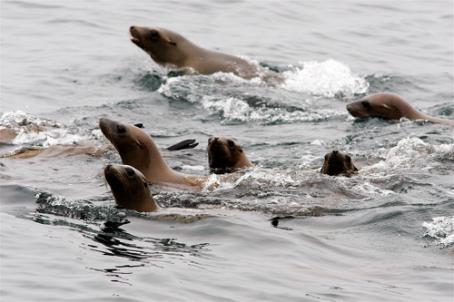 Picture of Anacapa Island Wildlife Cruise 9/30/2025