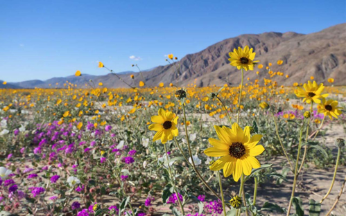 Picture of Backroads, Barrels & Borrego Springs 3/29/2026-3/30/2026