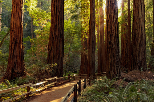 Picture of California Dreamin’ – The Coast, Redwoods & Rails 10/5/2025-10/10/2025